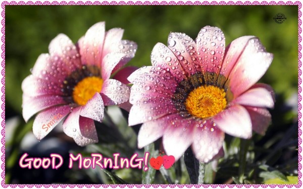 Good Morning - Flowers