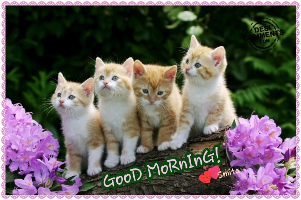 Good Morning – Cute Cats