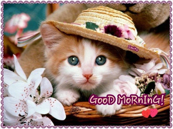 Good Morning - Cute Cat