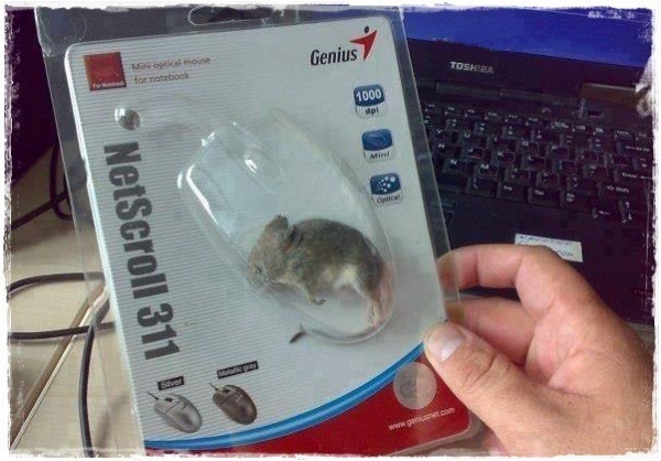 Mouse