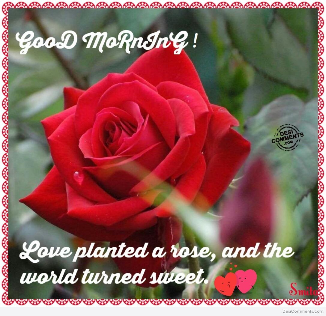 Good Morning – Love planted a rose… - DesiComments.com