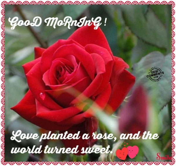 Good Morning - Love planted a rose...