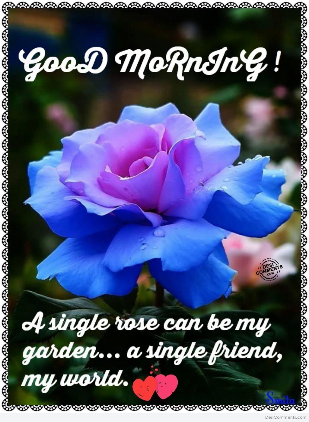 Good Morning – A single rose can be my garden… - DesiComments.com