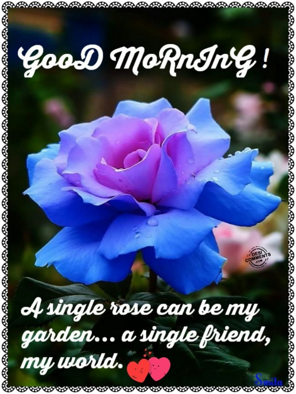 Good Morning – A single rose can be my garden…