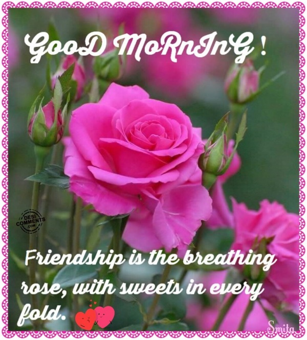 Good Morning – Friendship is the breathing rose…