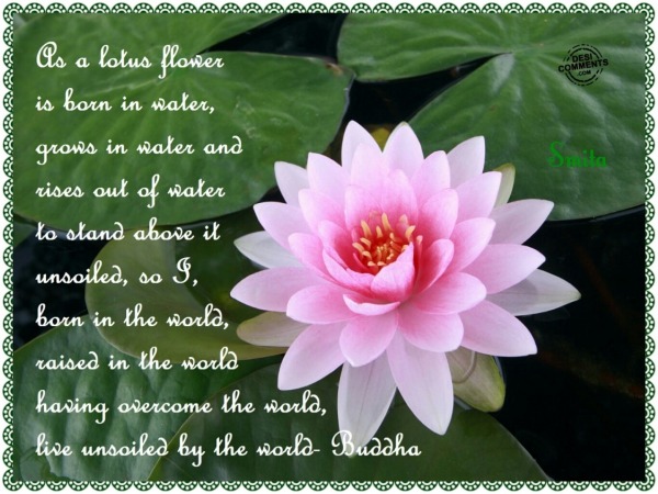 As a lotus flower is born in water...