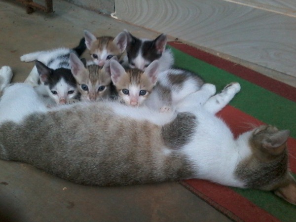 Little cats drinking milk