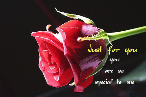 Rose – Just for you