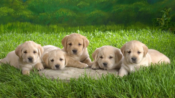Cute Labrador Golden Puppies
