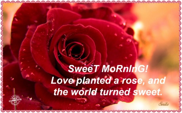 Sweet Morning – Love planted a rose…