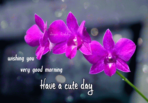 Wishing you very good morning
