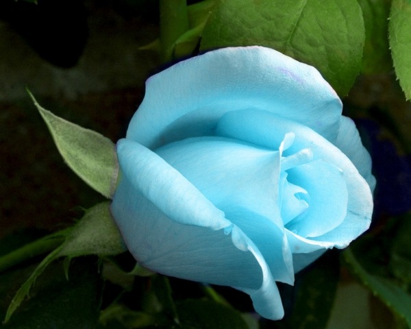 Sky Blue Rose