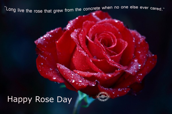 Happy Rose Day - Long live the rose that...