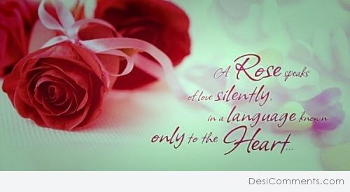 A rose speaks of love silently…