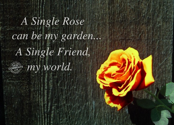 A Single Rose