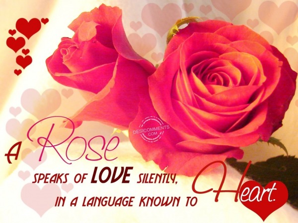 A rose speaks of love