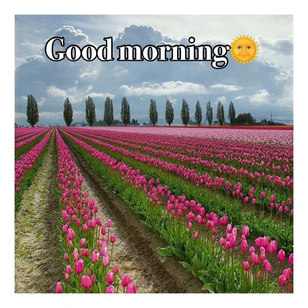 Tulips - Good Morning