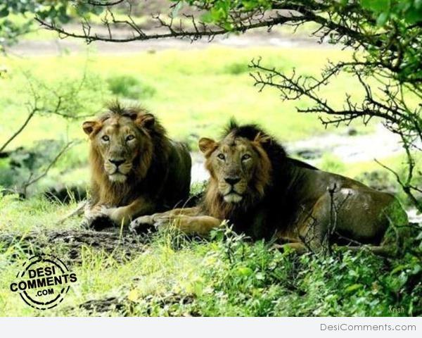 Kings of Jungle