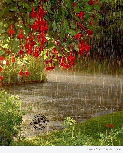 Beauty of rain