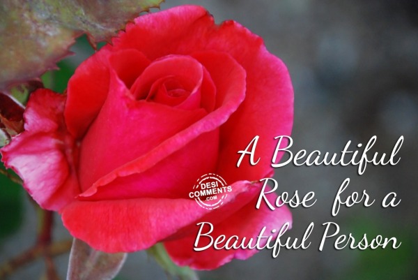 A Beautiful Rose