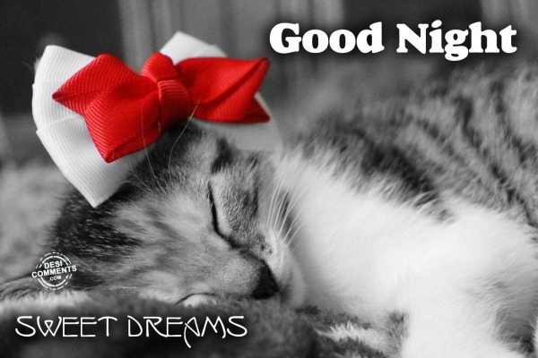Good Night cat