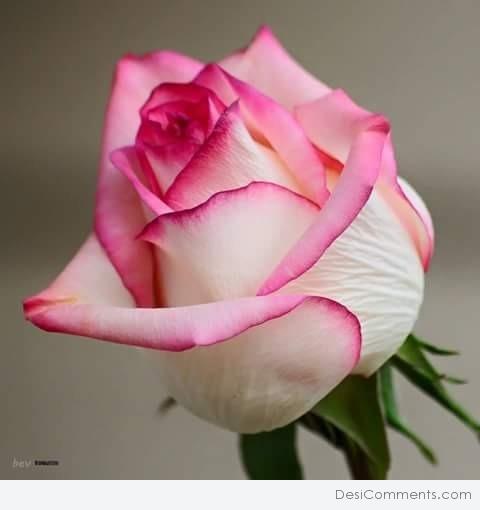 Pink And White Rose