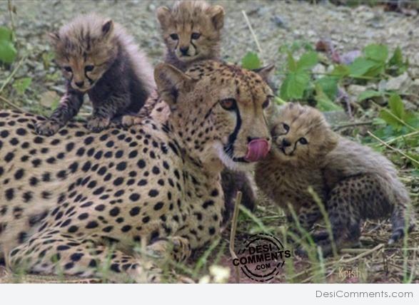 Cheetah with cubs