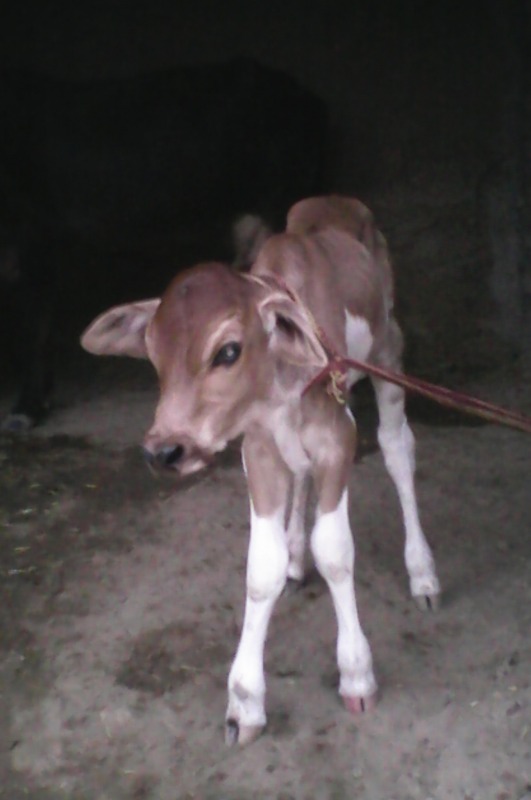 Cow Baby