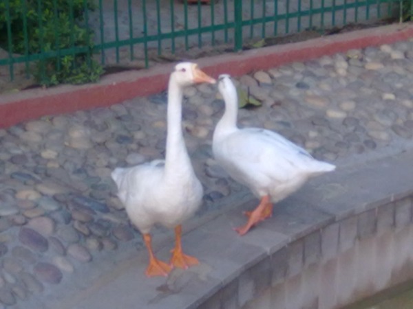 Ducks