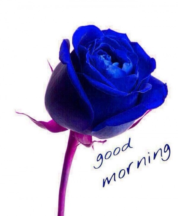 Good Morning