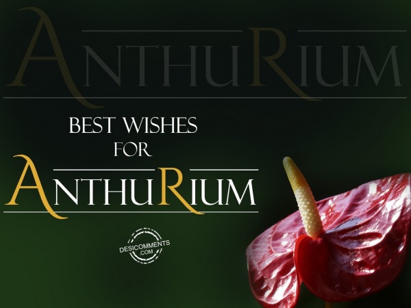 Anthurium