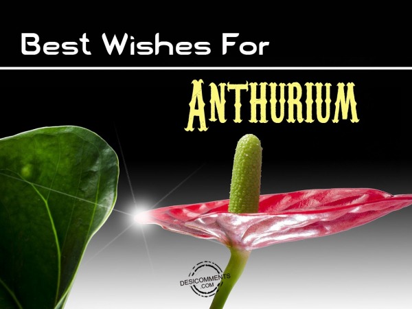 Best Wishes for  Anthurium