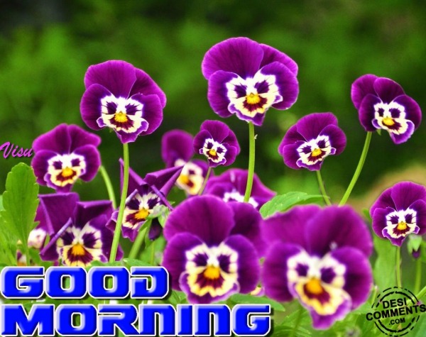 Good Morning With Purple Flowers 