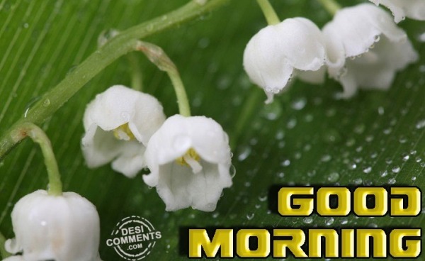 Good Morning With White Flowers