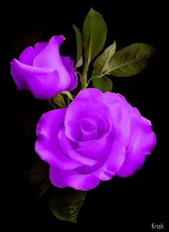 Violet Roses