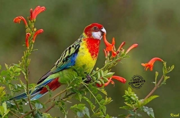 Colorful Bird