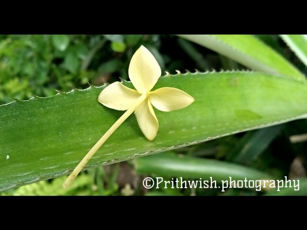 Yellow Flower