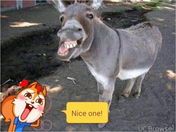 Donkey