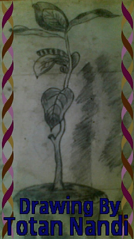 Tree drawing by Totan Nandi