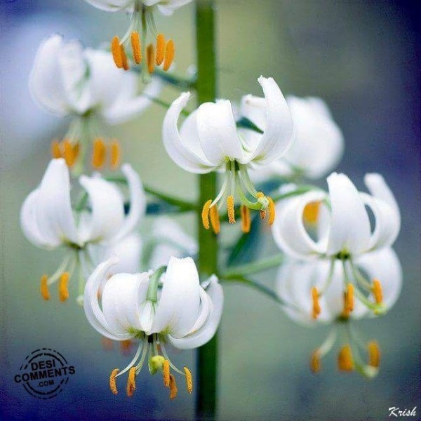 White flowers