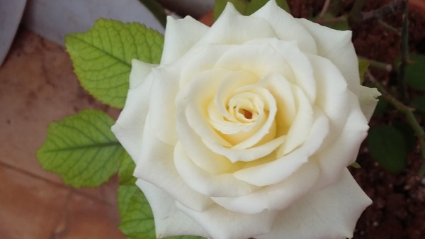 Beautiful White Rose