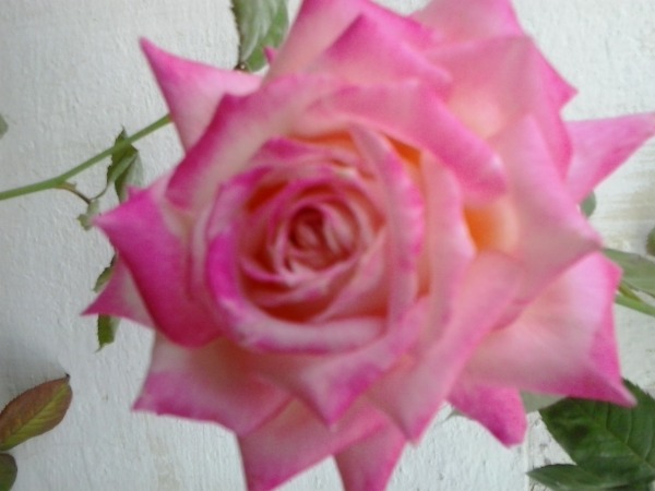 Beautiful Rose