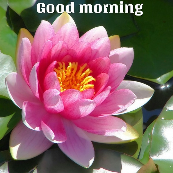 Good morning With Lotus