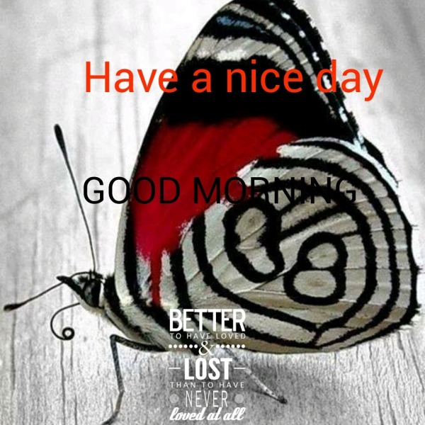 Good Morning With Butterfly