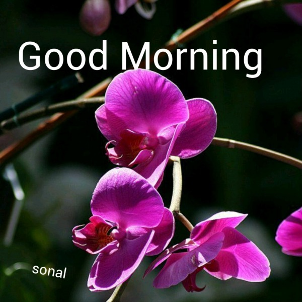 Good Morning With Purple Flower