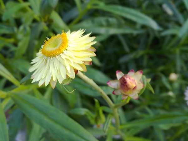 Yellow Flower