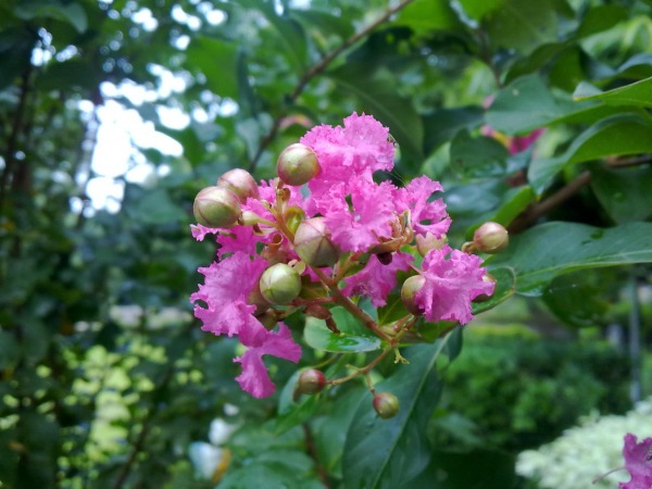 Crape Myrtle