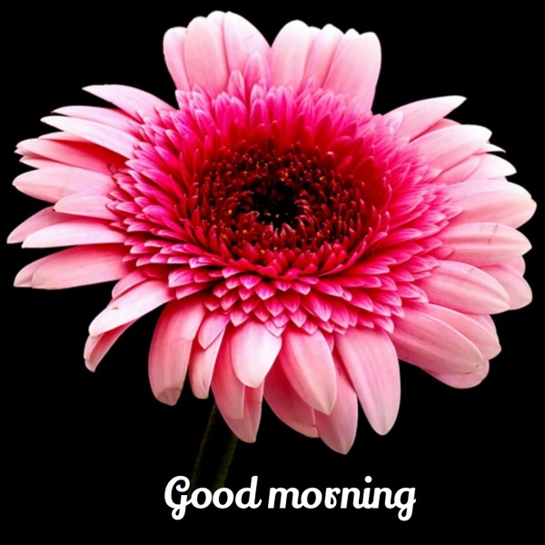 Good morning With Flower