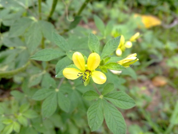 Four Petaled Tiny Flower