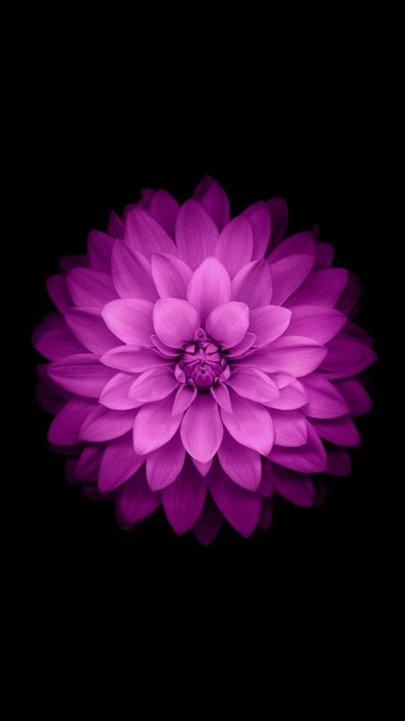 Purple Flower